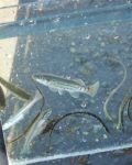 A Day in the Life of the Peconic Estuary
