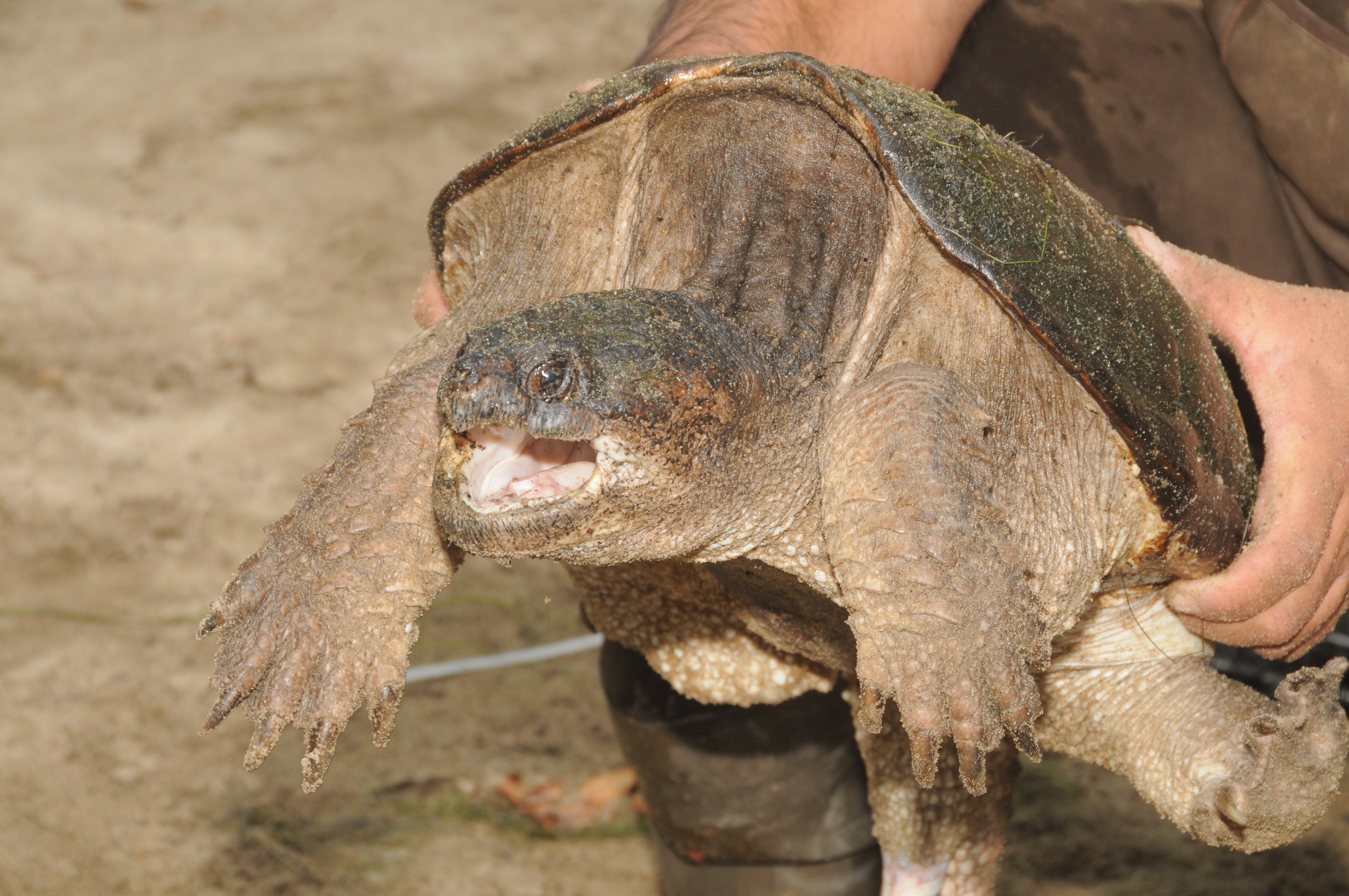 Snapping Turtles: Andy’s Annual Prehistoric Monster Hunt: Family ...