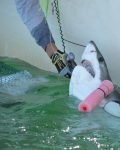 Juvenile white shark ready to be released