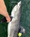First-ever CATS Tag deployed on a juvenile white shark on the planet!!