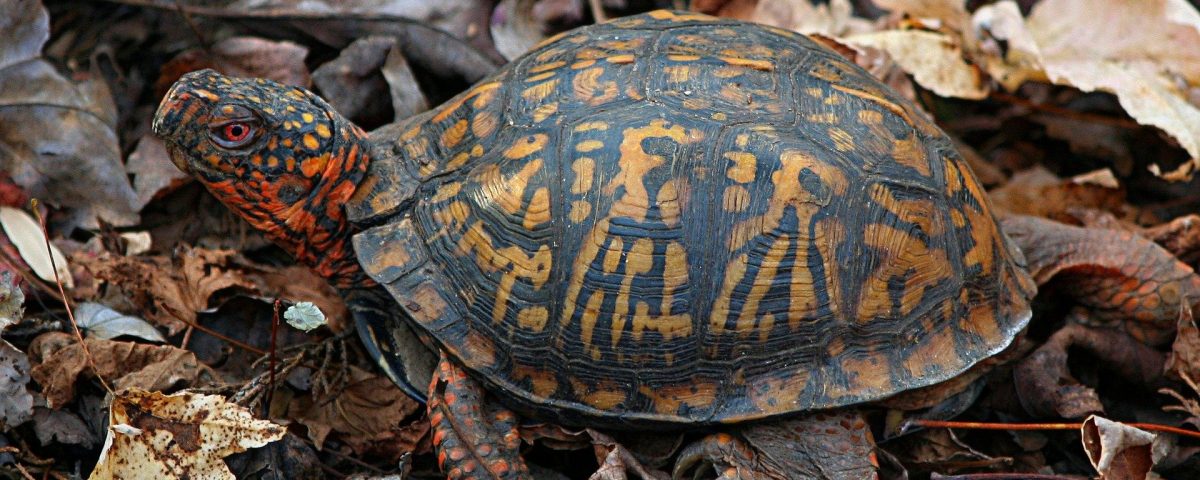 Box Turtle at Long Pond—Storytime & Meet the Box Turtles: Children ages ...