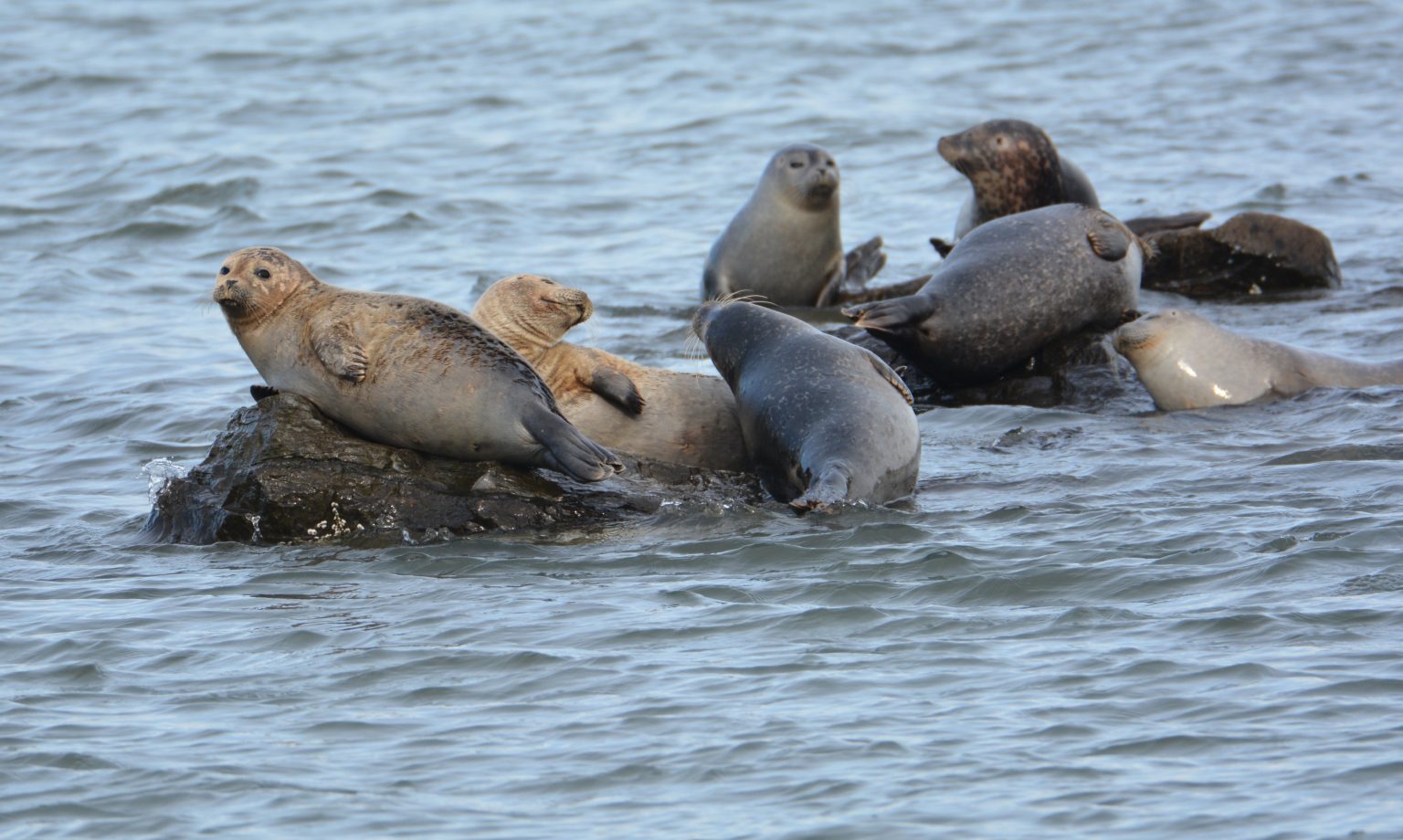 Seal Walk at Cupsogue County Park South Fork Natural History Museum