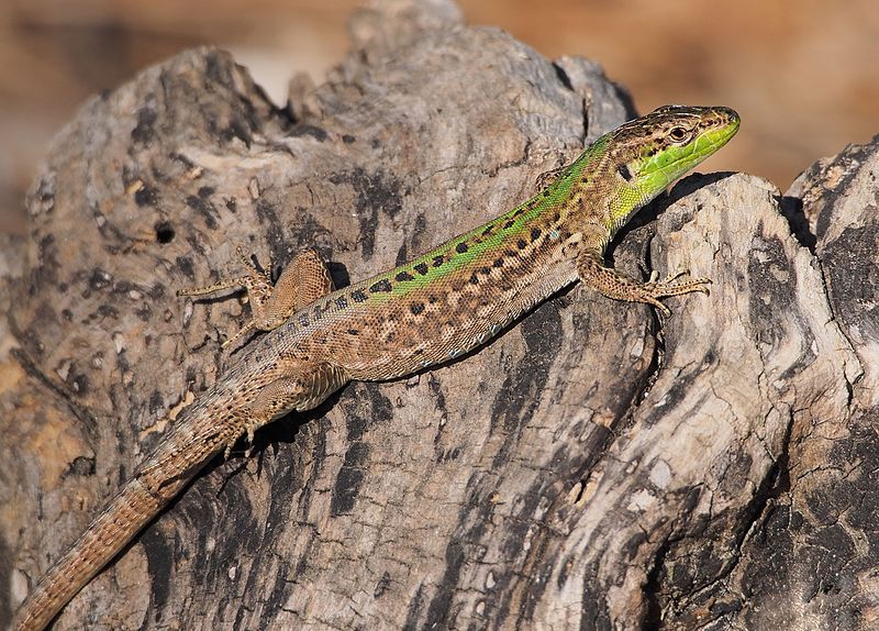 Italian Wall Lizards—Our New Neighbors Adults/Children 6+ South Fork