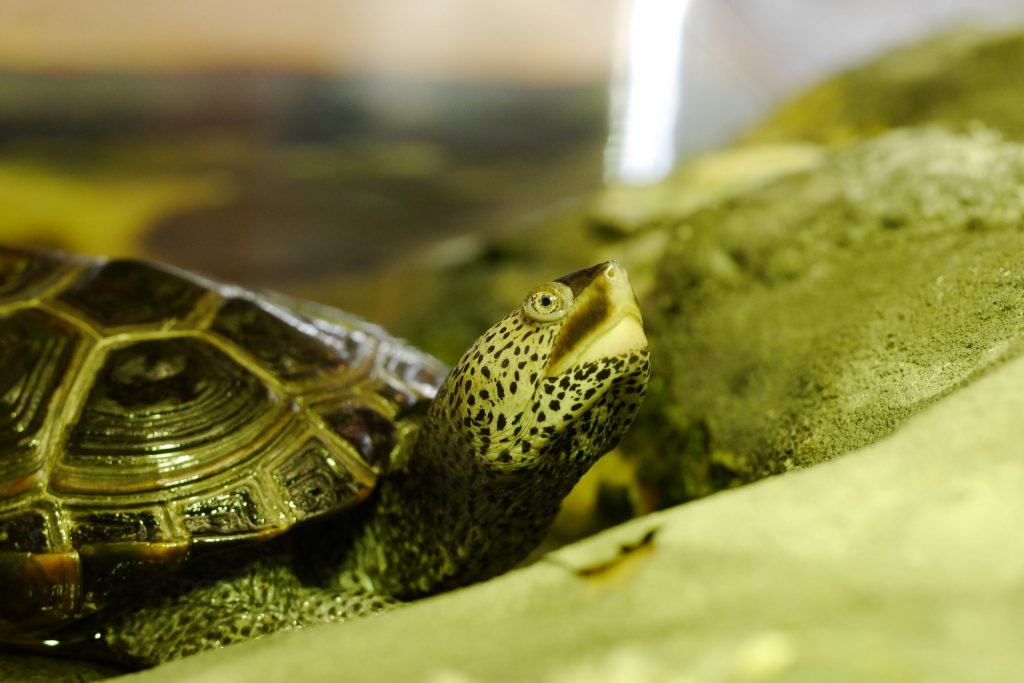 “The Turtle with Clown Lips”— Diamondback Terrapin Illustrated Talk ...