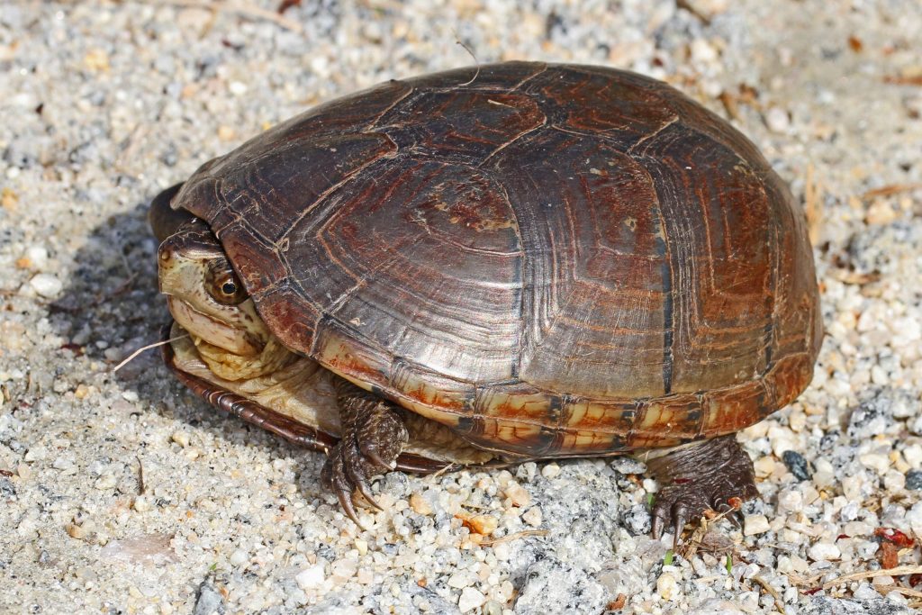 Zoom Presentation: Searching for the Eastern Mud Turtle with Jake ...