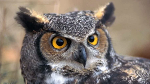 great-horned-owl